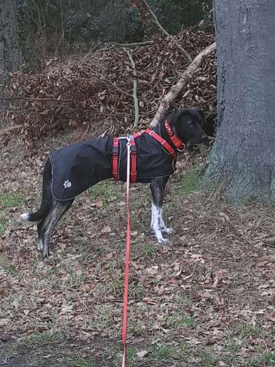 Hundekleidung - Top oder Flop-Beitrag-Bild