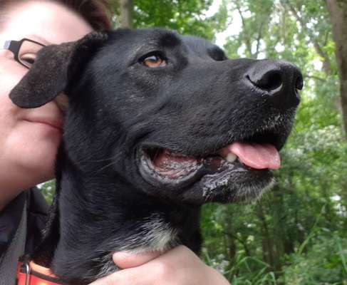 TierschutzhundeStammtisch🐕-Beitrag-Bild