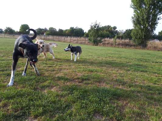 Gassi gehen + Hundebegegnung-Beitrag-Bild