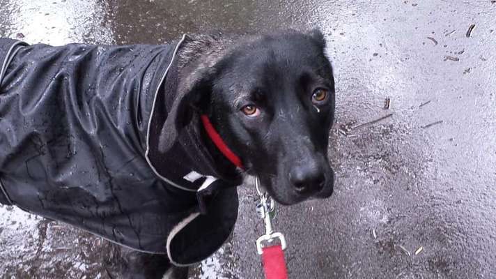 Hundekleidung - Top oder Flop-Beitrag-Bild