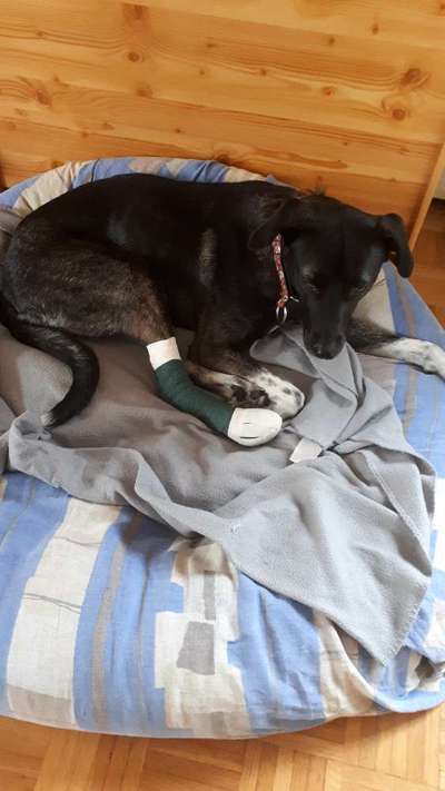 TierschutzhundeStammtisch🐕-Beitrag-Bild