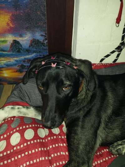 Fotochallange nr. 106
Der geschmückte Hund.-Beitrag-Bild