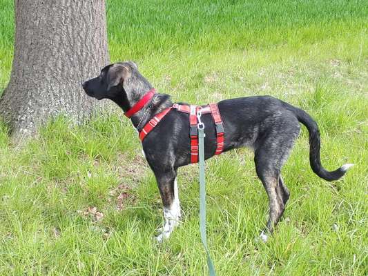 Windhunde - Treffen der besonderen Schönheiten
HERZLICH WILLKOMMEN-Beitrag-Bild