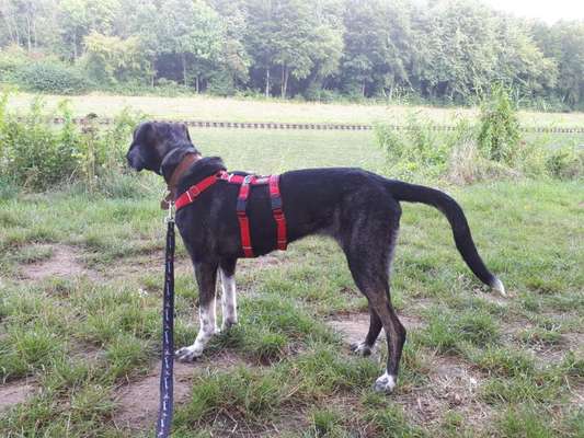 Mischlinge raten - Rätselspaß-Beitrag-Bild