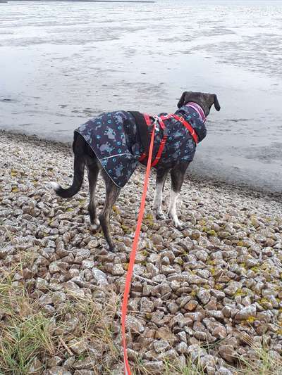 Hundekleidung - Top oder Flop-Beitrag-Bild