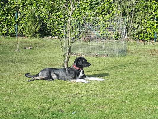 36. Handy Foto Challenge - Sonnenanbeter-Beitrag-Bild