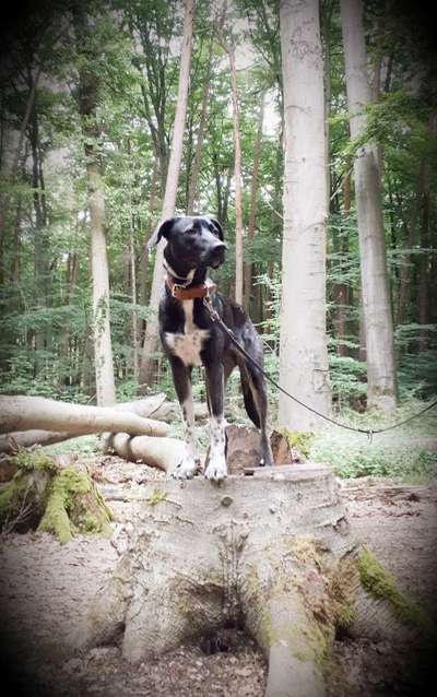 Mischlingshunde Foto Aufruf-Beitrag-Bild