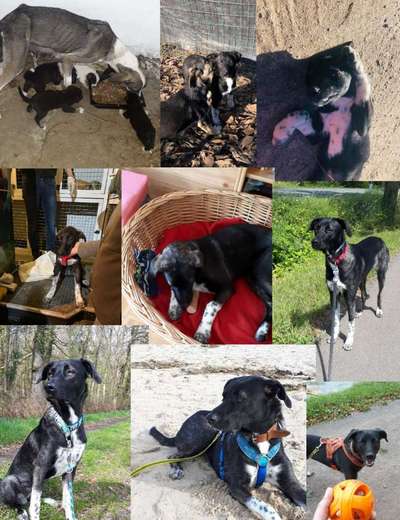 11. Collagen-Challenge
Dein*e Hund*e in verschiedenen Lebensphasen-Beitrag-Bild