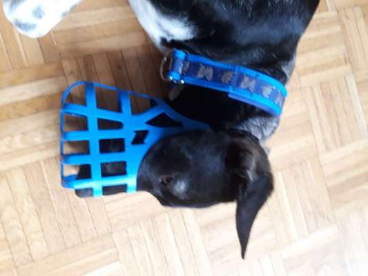 Zeigt mir doch bitte eure Maulkörbe!-Beitrag-Bild