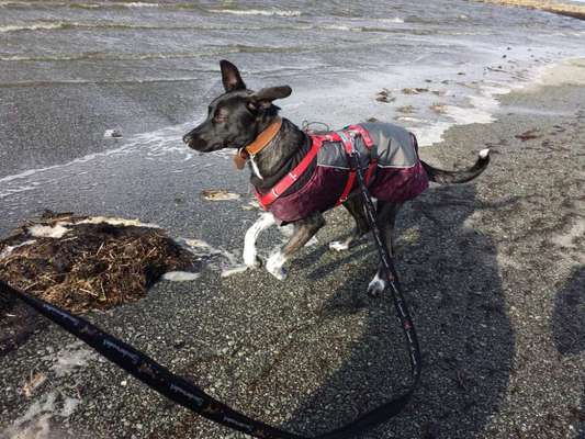 Hunde in Action-Beitrag-Bild