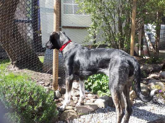 Windhunde - Treffen der besonderen Schönheiten
HERZLICH WILLKOMMEN-Beitrag-Bild