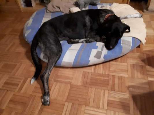 TierschutzhundeStammtisch🐕-Beitrag-Bild