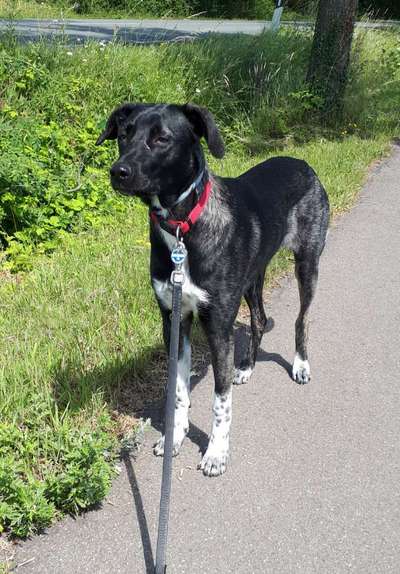 Hunde aus Griechenland-Beitrag-Bild