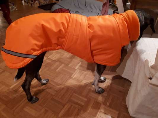 Windhunde - Treffen der besonderen Schönheiten
HERZLICH WILLKOMMEN-Beitrag-Bild