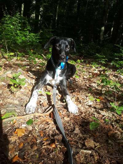 Windhunde - Treffen der besonderen Schönheiten
HERZLICH WILLKOMMEN-Beitrag-Bild