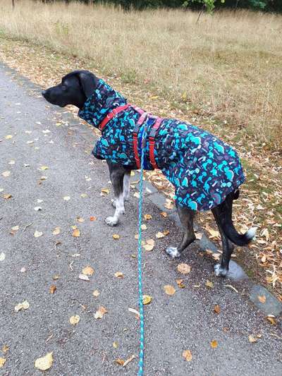 Hundekleidung - Top oder Flop-Beitrag-Bild