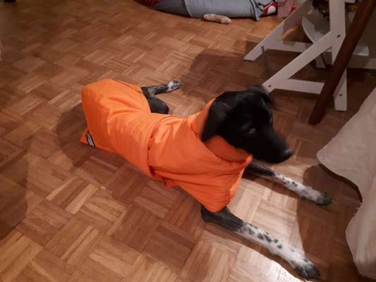 Hundekleidung - Top oder Flop-Beitrag-Bild