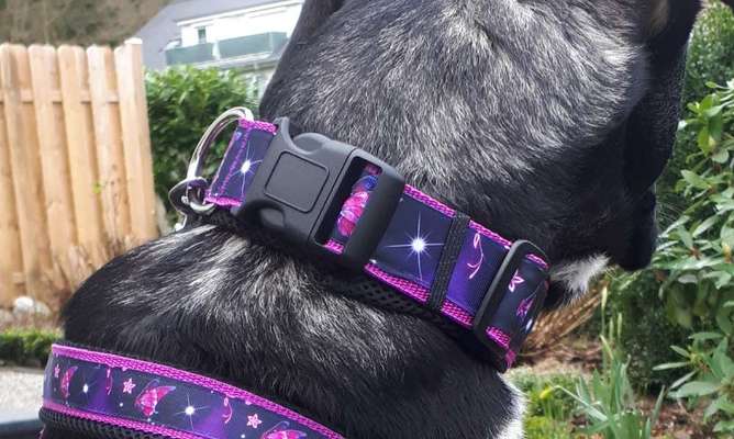 Selbstgemachte Artikel für Hunde-Beitrag-Bild