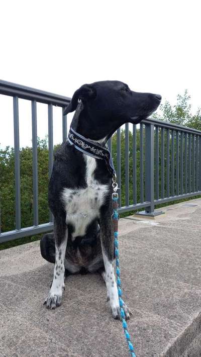 TierschutzhundeStammtisch🐕-Beitrag-Bild