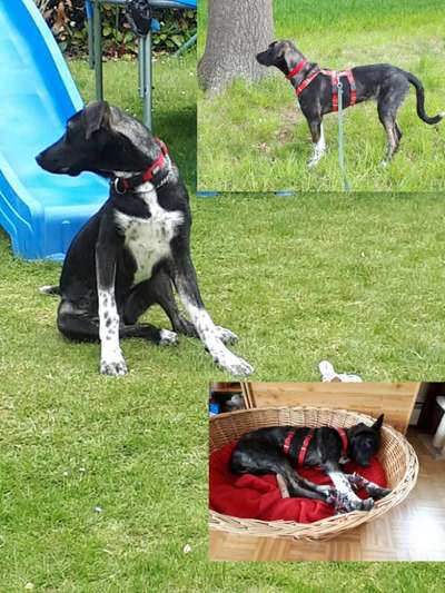 Windhunde - Treffen der besonderen Schönheiten
HERZLICH WILLKOMMEN-Beitrag-Bild