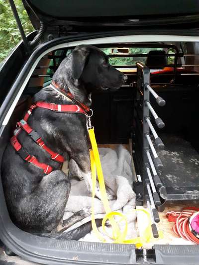 TierschutzhundeStammtisch🐕-Beitrag-Bild