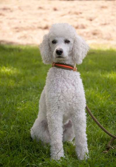 Alles rund um den Pudel-Beitrag-Bild