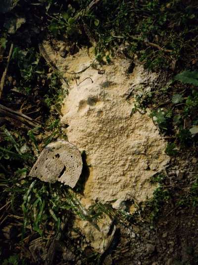 Giftköder-Weißes Pulver mit Brot-Bild