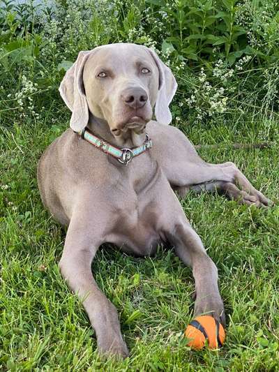 Weimaraner-Beitrag-Bild
