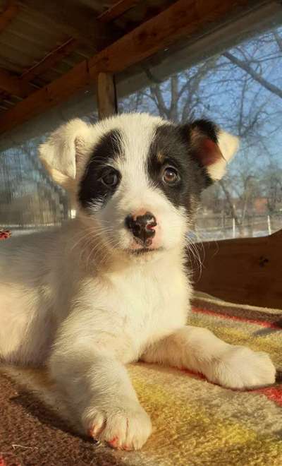 Welpen Bilder !-Beitrag-Bild