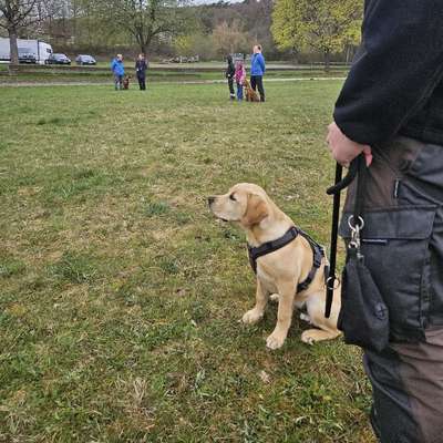 Hundetreffen-Spiel- und Gassitreffen für Buddy-Bild
