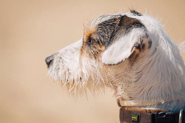 Lieblingsbild von euren Hunden?-Beitrag-Bild