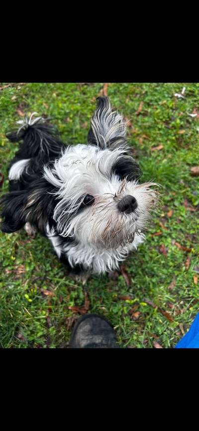 Hundetreffen-Spiele treffen-Bild