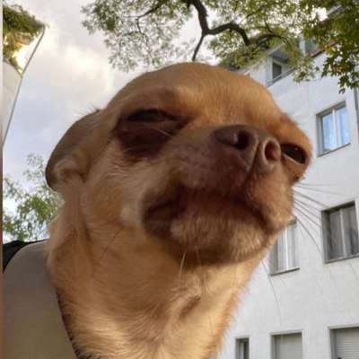 Hundetreffen-Treffen oder Tipps gesucht für schwierigen Chiauhuahua (bellen bei anderen Hunden )