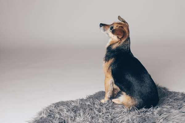 Dogorama Photo Challenge - Portrait-Beitrag-Bild