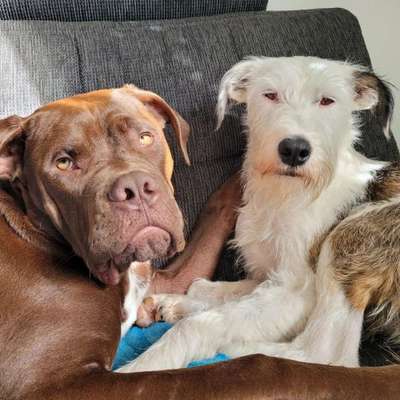 Hundetreffen-Treffen/Spaziergang in Graz Umgebung/Graz Nord-Bild