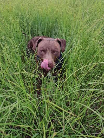 Tongue Out Tuesday-Beitrag-Bild