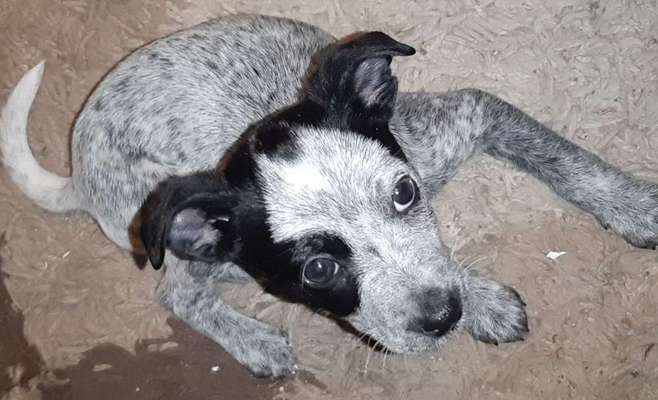 Welpen Bilder !-Beitrag-Bild