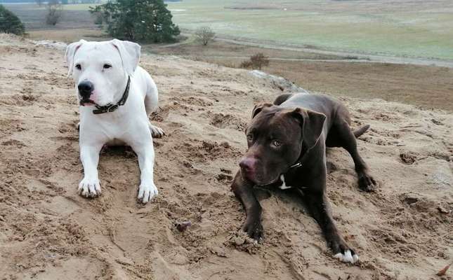 Eure Meinung zu Cesar Millan-Beitrag-Bild