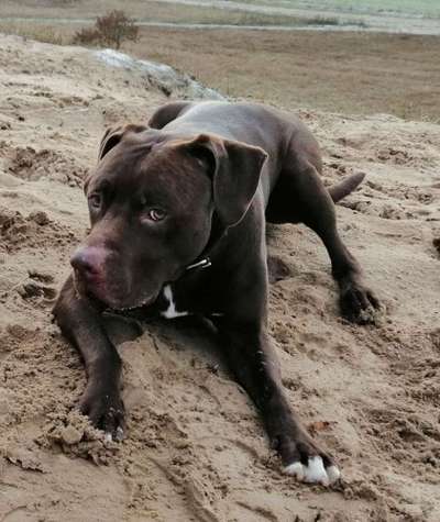 Hund vom Veterinäramt weggenommen-Beitrag-Bild