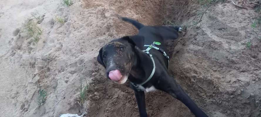 Tongue Out Tuesday-Beitrag-Bild