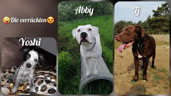 Wie sehen eure Gassirunden aus?-Beitrag-Bild