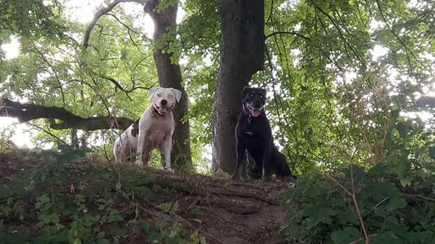 Zeigt mal die schönsten Bilder von euren Hunden !-Beitrag-Bild