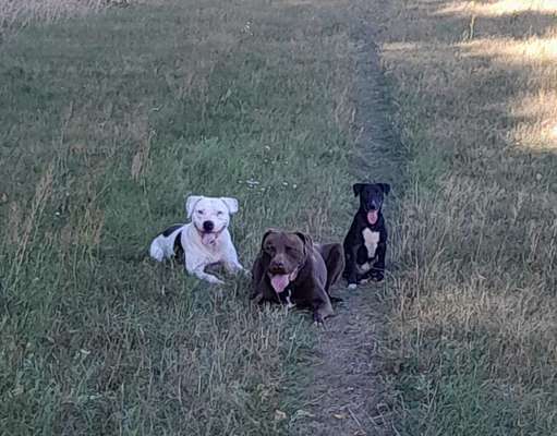 Tongue Out Tuesday-Beitrag-Bild