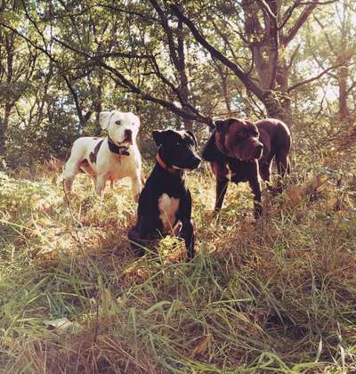 Dogorama Photo Challenge - Gassipause-Beitrag-Bild