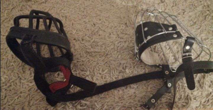 Maulkorb ja oder nein?-Beitrag-Bild