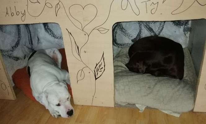 Kennel, ja oder nein?-Beitrag-Bild