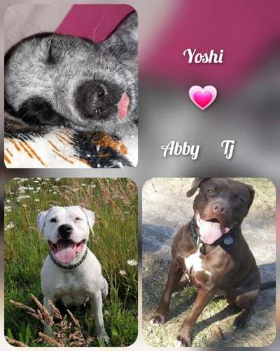 Mehrere Hunde zuhause !-Beitrag-Bild