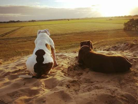 Zeigt mal die schönsten Bilder von euren Hunden !-Beitrag-Bild