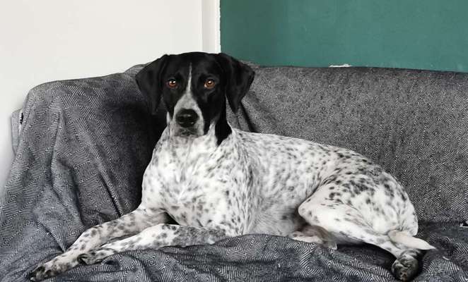 Hundetreffen-Wandern mit Hund-Bild