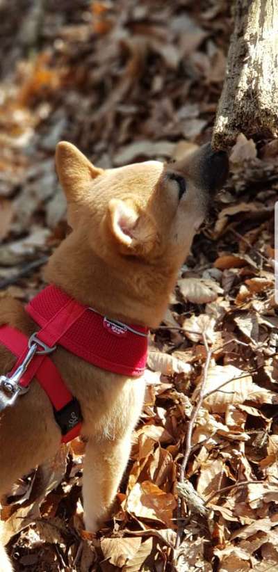 Challenge 23 : "  Euer Hund beim Frühlingserwachen "-Beitrag-Bild